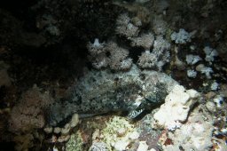 Gebänderter Papageifisch (Scarus caudofasciatus)